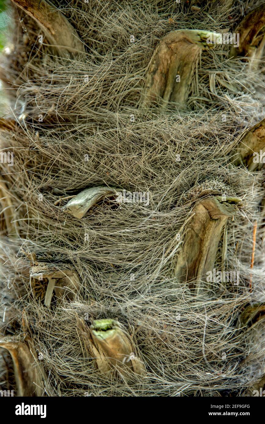 Primo piano tronco di corteccia di palma. Sfondo verticale senza persone Foto Stock