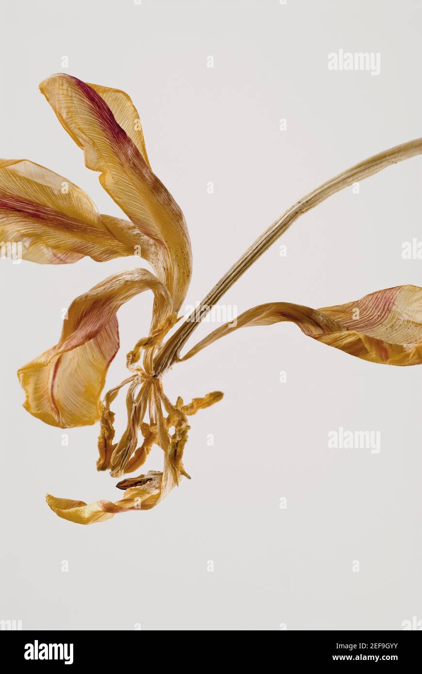 Primo piano di un fiore asciutto Foto Stock