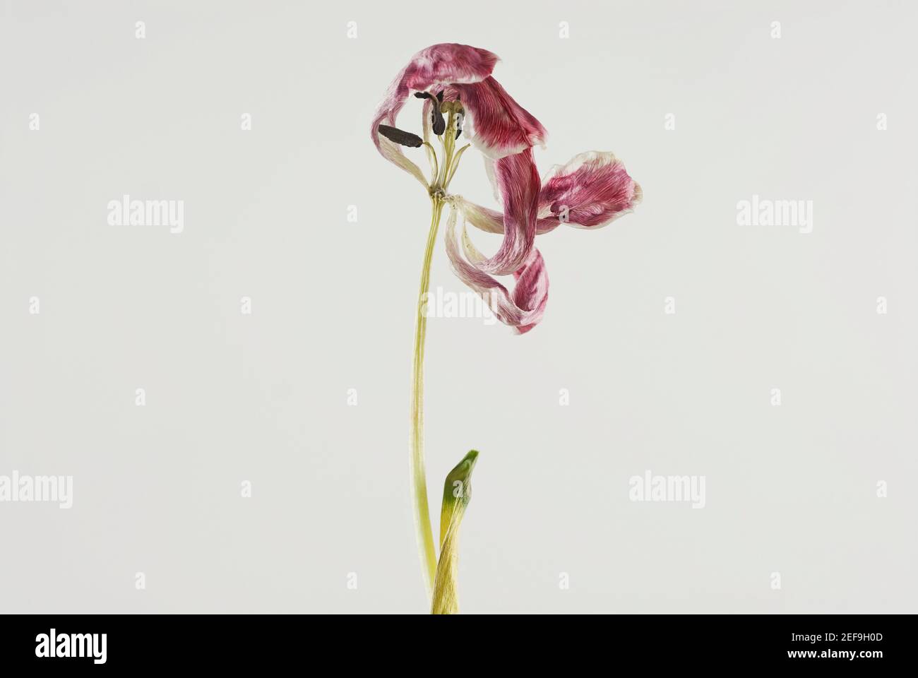 Primo piano di un fiore asciutto Foto Stock