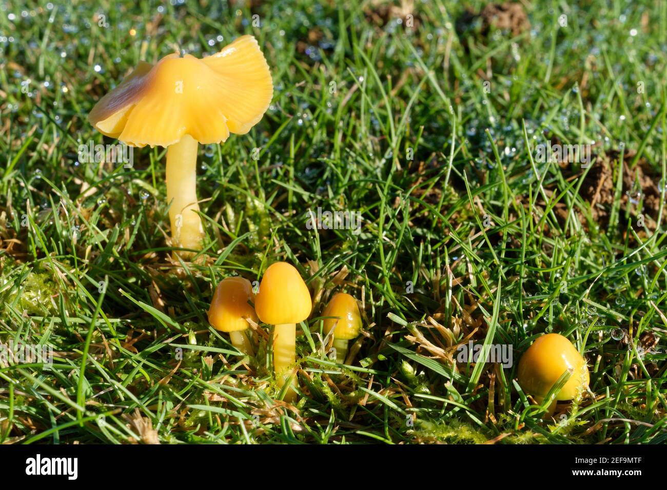 Pappagallo di Parrot (Hygrocybe psittacina) grumo che cresce su un campo da golf, Box, Wiltshire, Regno Unito, novembre. Foto Stock