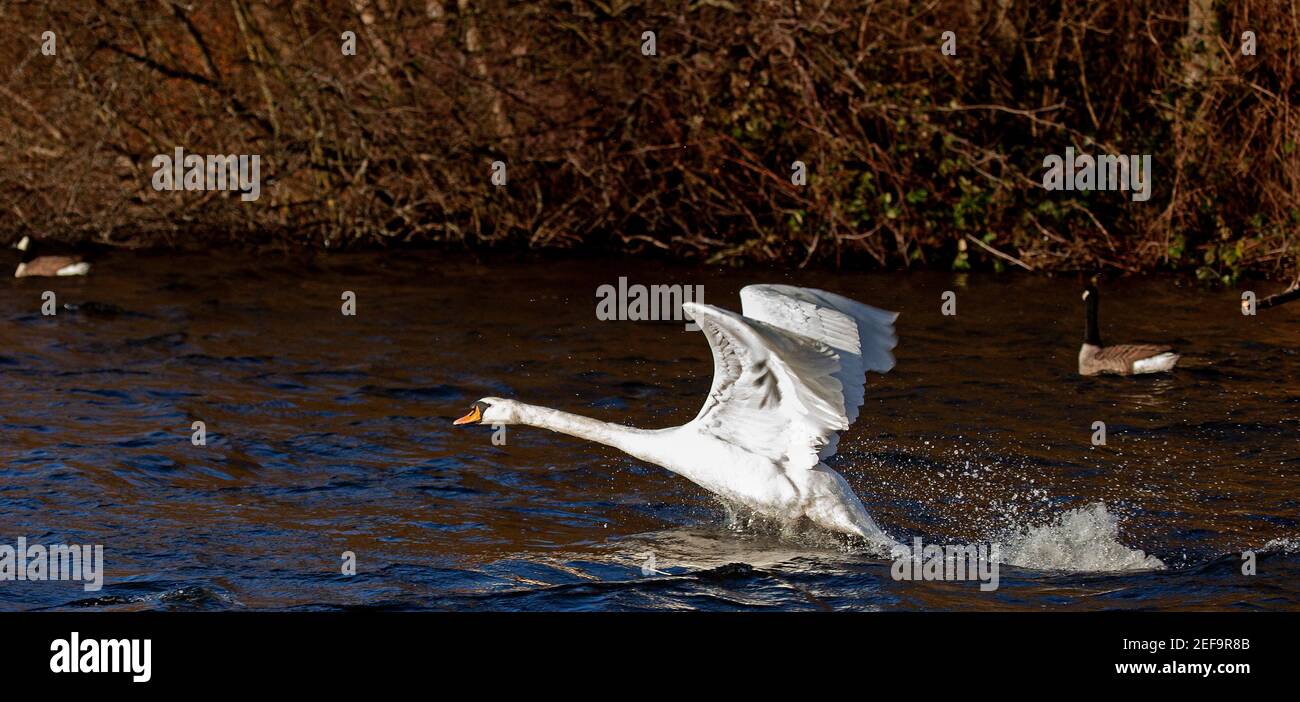 Tempo di Duddingston Loch, Edimburgo, Scozia Regno Unito. 17 febbraio 2021. Il sole splende su Mute Swan mentre decolta sulla superficie del lago discontinua. Temperatura 7 gradi, ma un vento SW di 36 km/h e potenziali raffiche di 60 km/h lo fa sentire molto più freddo. Credit: Arch White/Alamy Live News Foto Stock