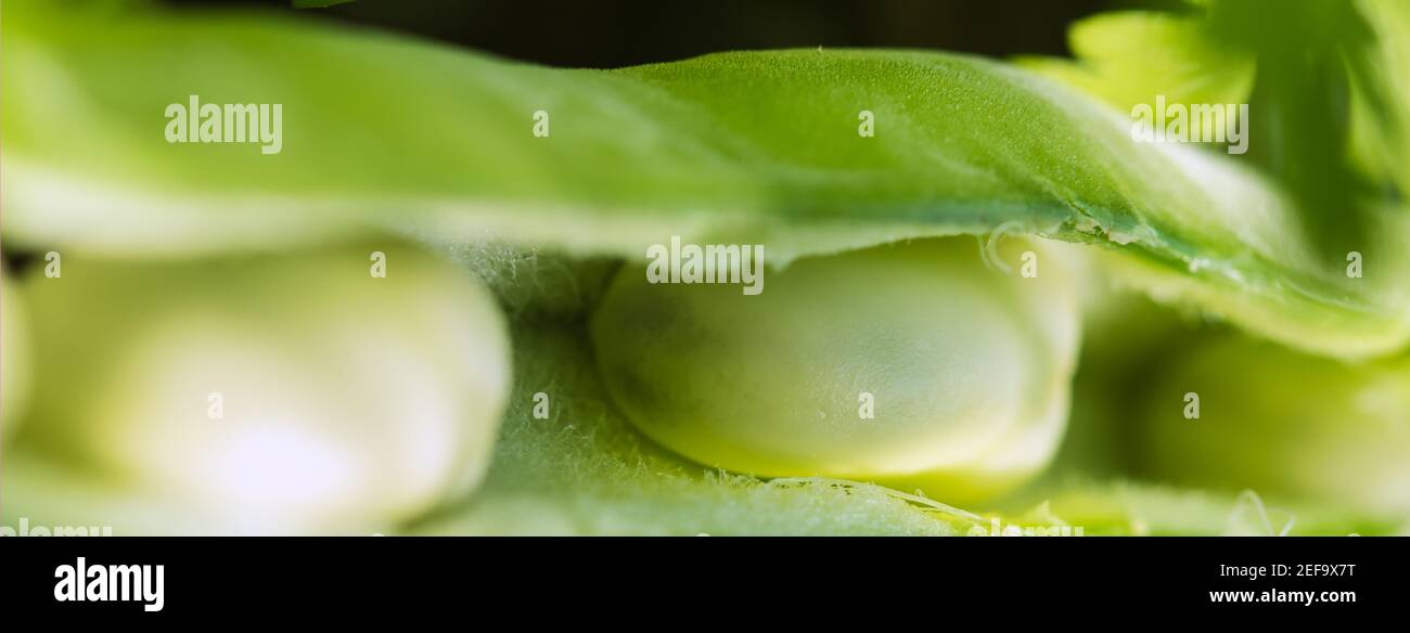 Fagioli larghi macro, verde, grezzi e freschi fava fagioli in semi aperto pod full frame naturale cibo web banner sfondo Foto Stock