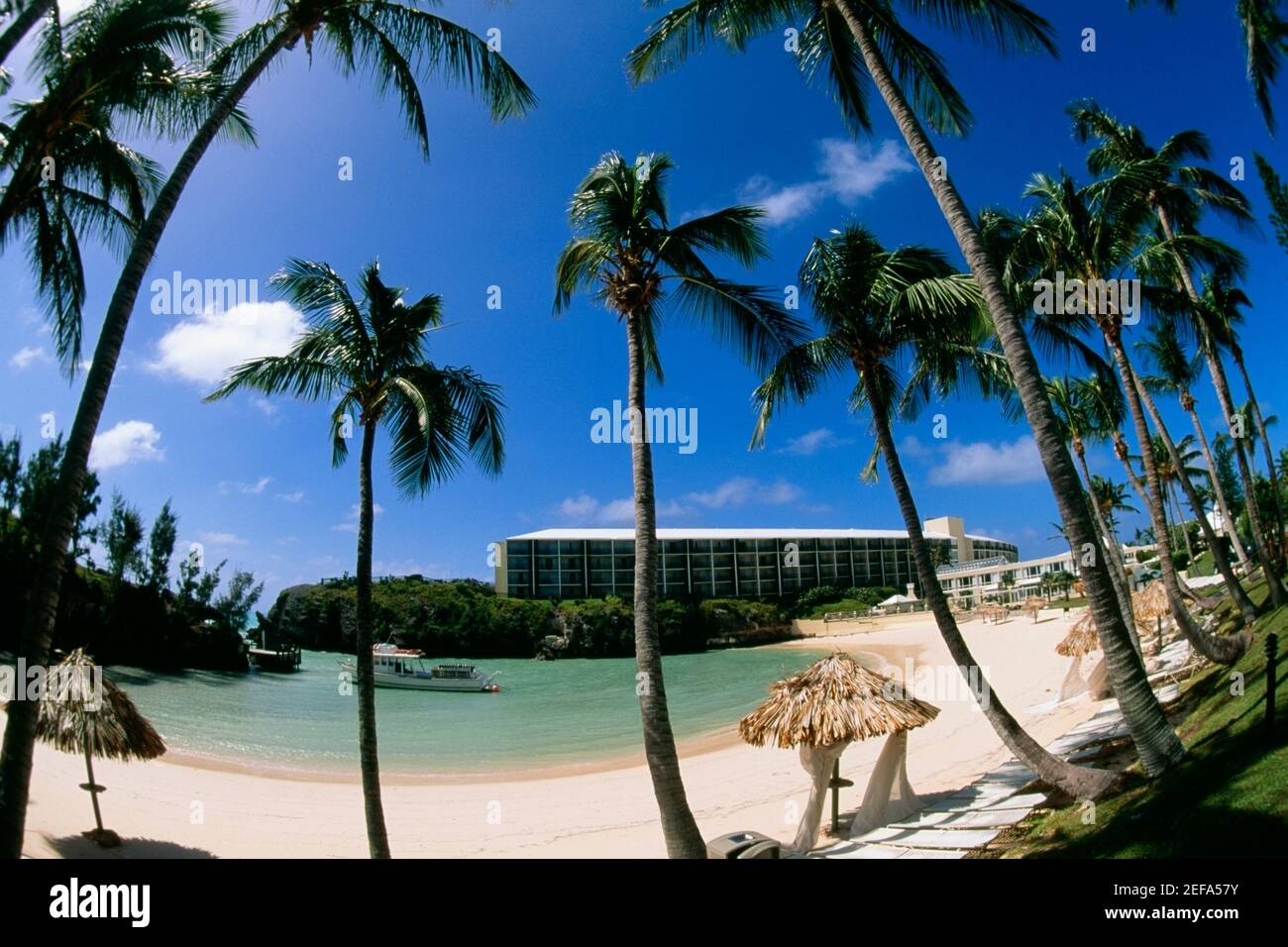 Vista ad angolo basso delle palme sulla spiaggia, hotel Somesta, Bermuda Foto Stock
