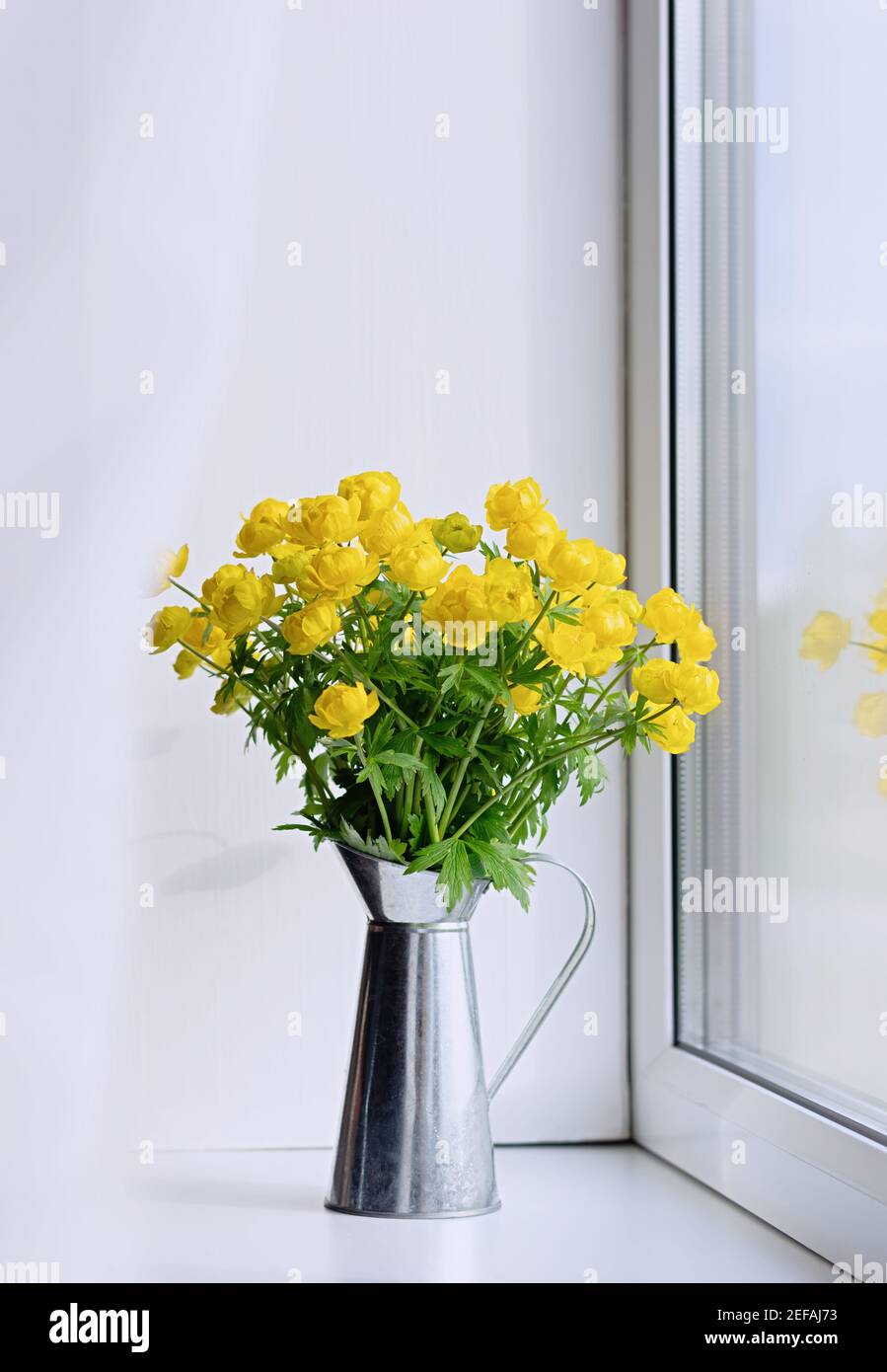 Trollius europaeus in un vaso. Fiori selvatici gialli, fiore Globe strettamente legato a Ranunculus. Ritaglio verticale. Foto Stock