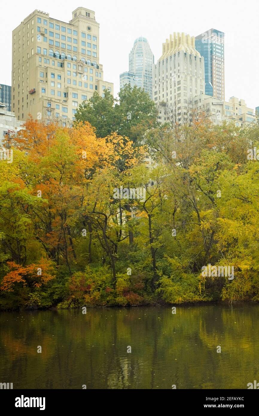 Alberi di fronte ai grattacieli, Central Park, Manhattan, New York City, New York state, STATI UNITI Foto Stock