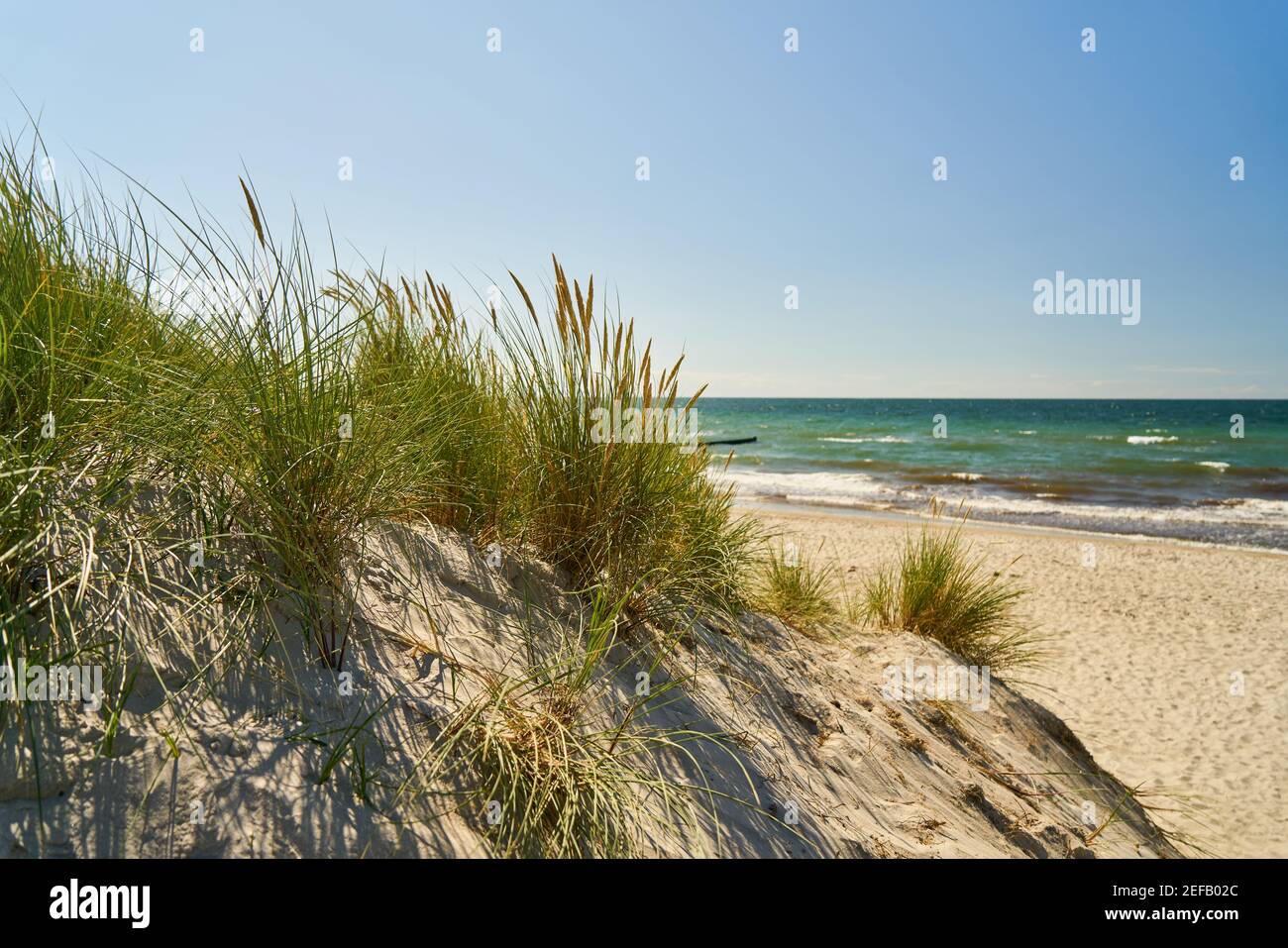 Costa con dune e canne sulla spiaggia sabbiosa di Il Mar Baltico in estate Foto Stock