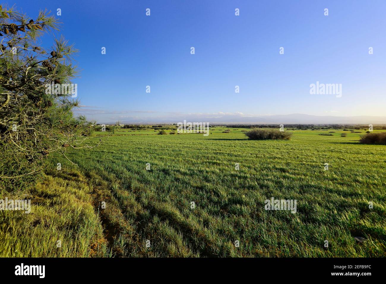 Albero e prato al tramonto a Cipro. Foto Stock