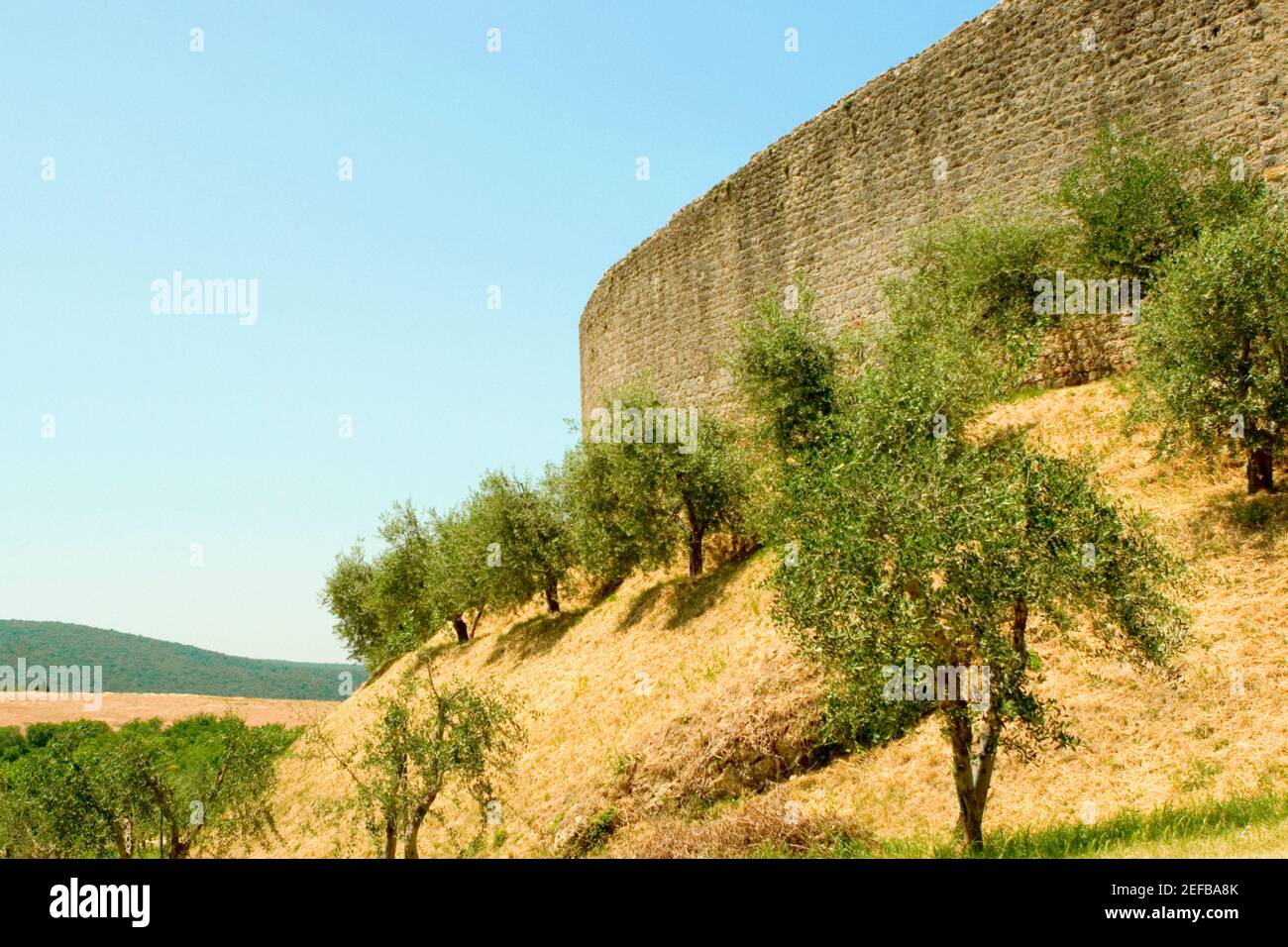 Alberi su una collina fuori da un forte, Monteriggioni, Provincia di Siena, Toscana, Italia Foto Stock