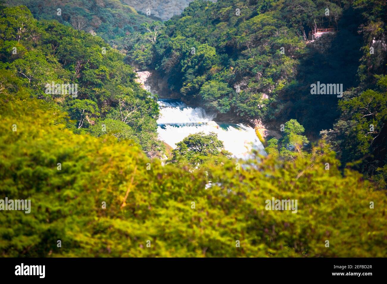 Cascata in una foresta, Cascate delle scimmie, città di valli, San Luis Potosi, Messico Foto Stock