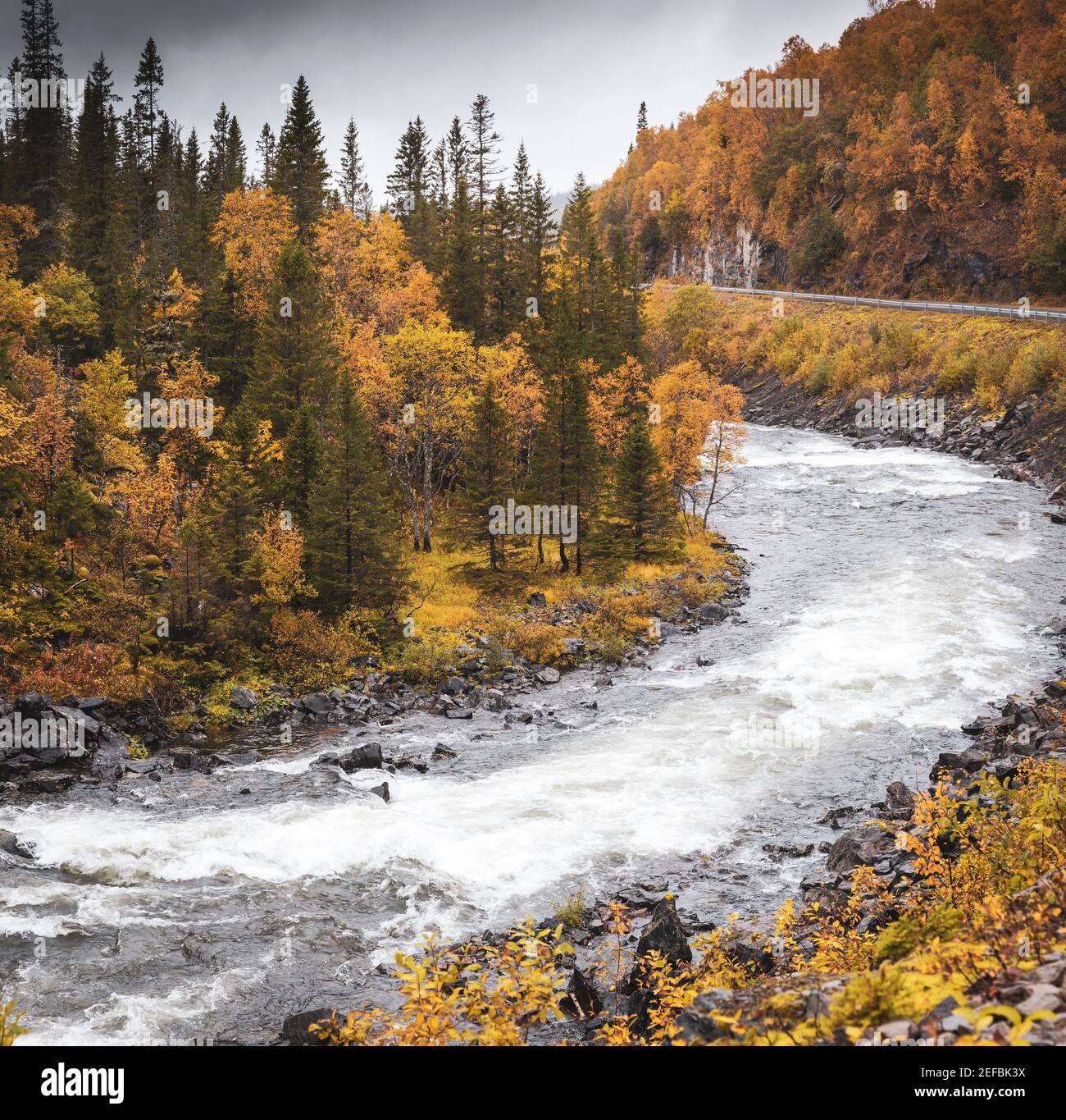 Paesaggio autunnale norvegese con le sue variopinte Forrest e il fiume in movimento. Foto Stock