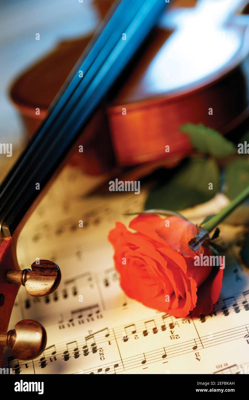 Rosa rossa, violino e spartiti, primo piano Foto Stock