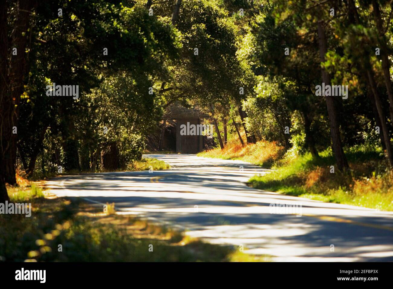 Road passando attraverso una foresta Foto Stock