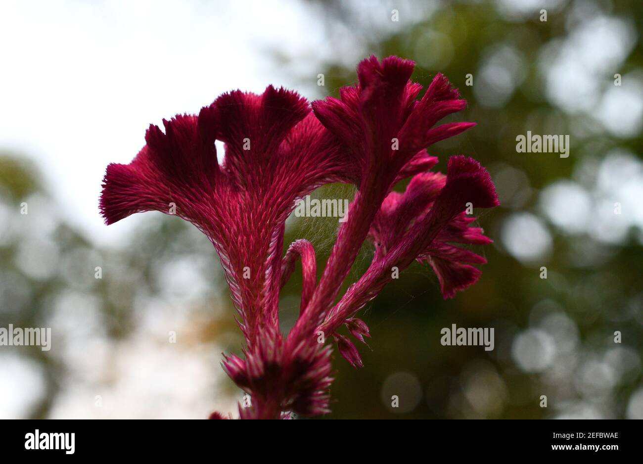 fiore di velluto girato da un angolo basso Foto Stock