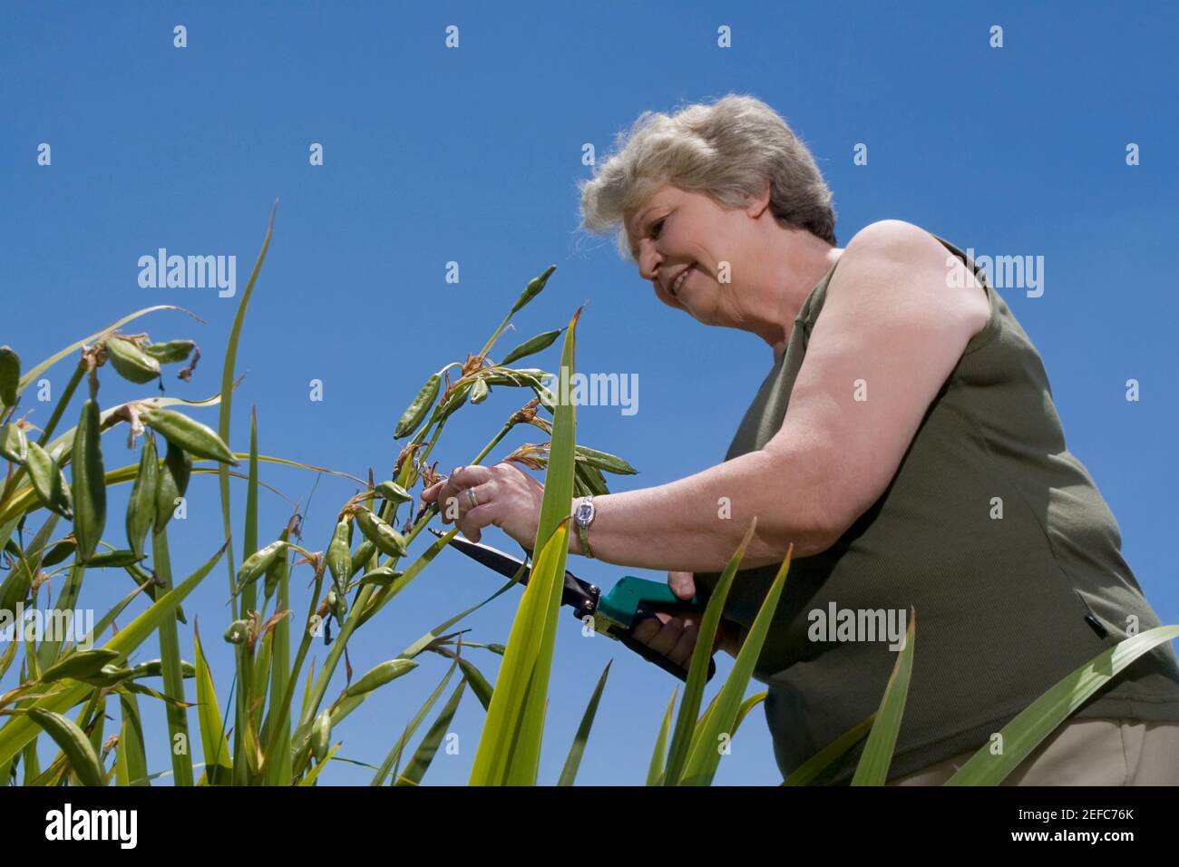 Vista ad angolo basso di una donna anziana che taglia piante con tagliasiepi Foto Stock