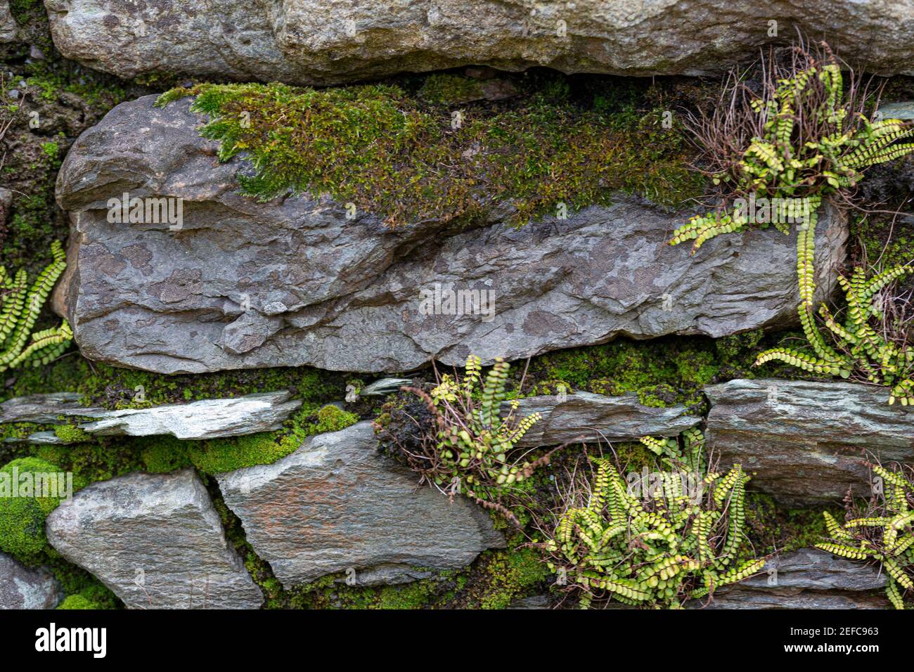 Erbacce su pietra muro di vecchia casa abbandonata, Contea di Kerry, Irlanda Foto Stock