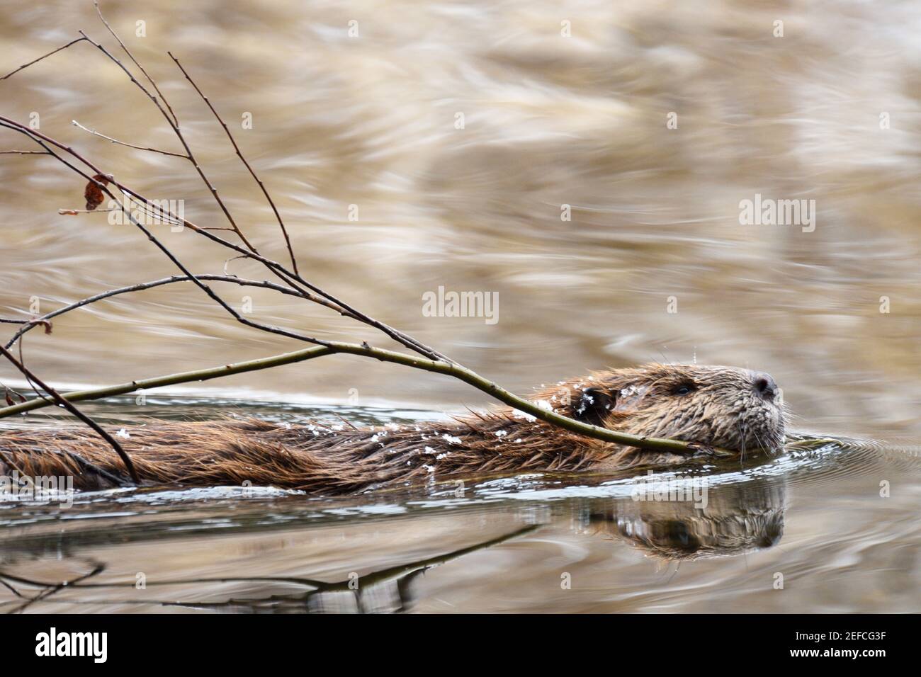 Beaver nel fiume Yaak con un ramo salice nel tardo autunno. Yaak Valley, Montana nord-occidentale. (Foto di Randy Beacham) Foto Stock