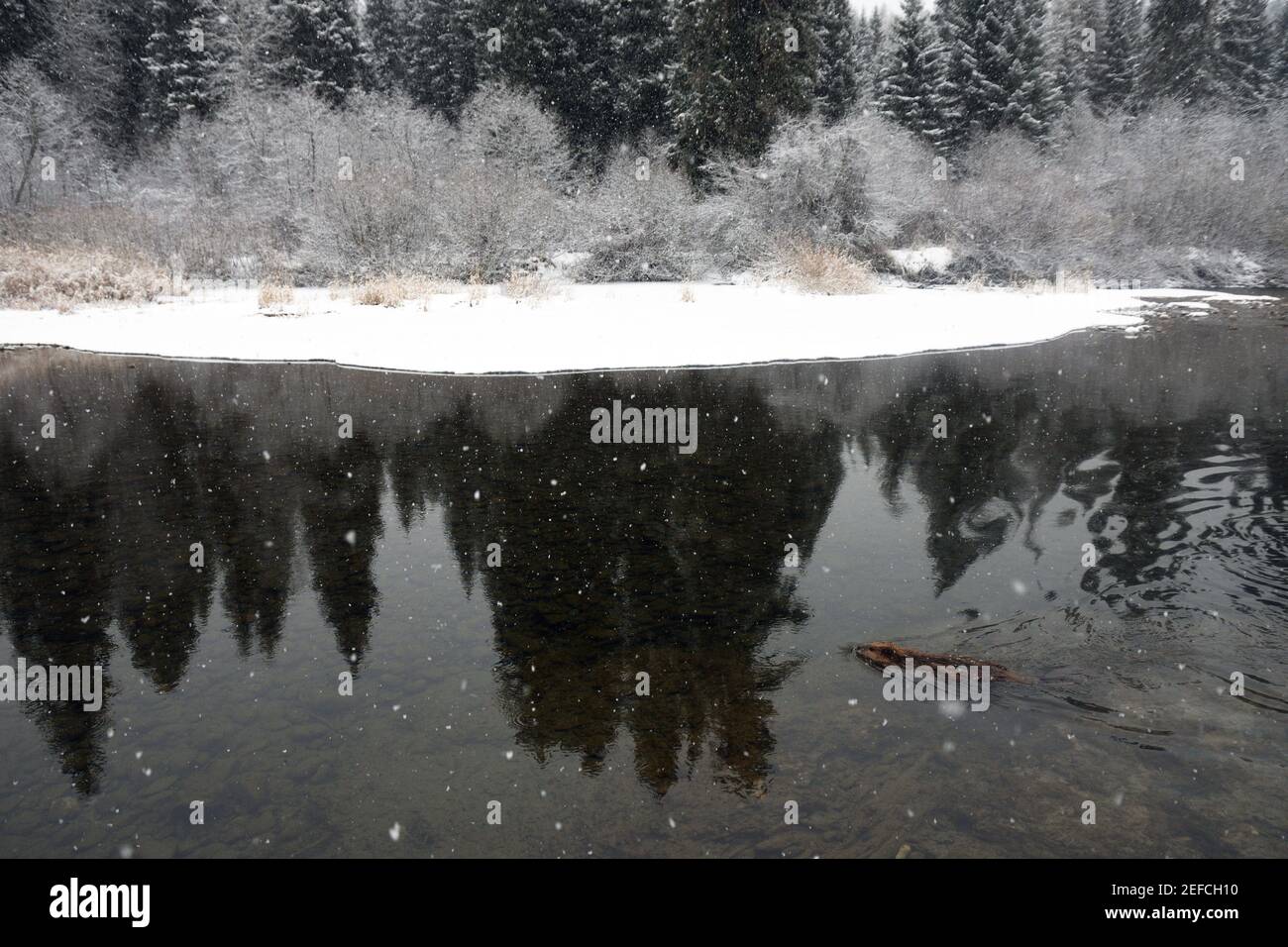 Beaver nel fiume Yaak durante una tempesta di neve nel tardo autunno. Yaak Valley, Montana nord-occidentale. (Foto di Randy Beacham) Foto Stock