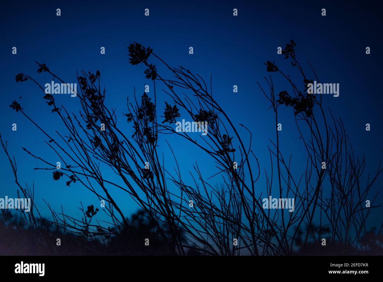 Due rami di fiori di prato su sfondo blu-scuro cielo notturno Foto Stock