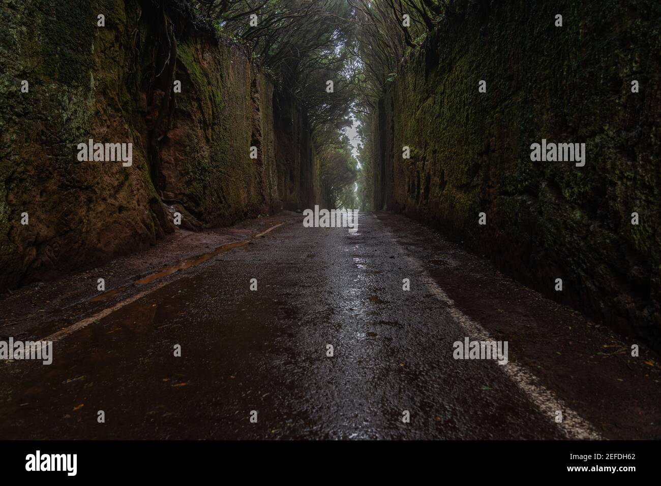 Il bellissimo tunnel muschio nascosto nel parco rurale di Anaga a Tenerife. Isole Canarie, Spagna Foto Stock