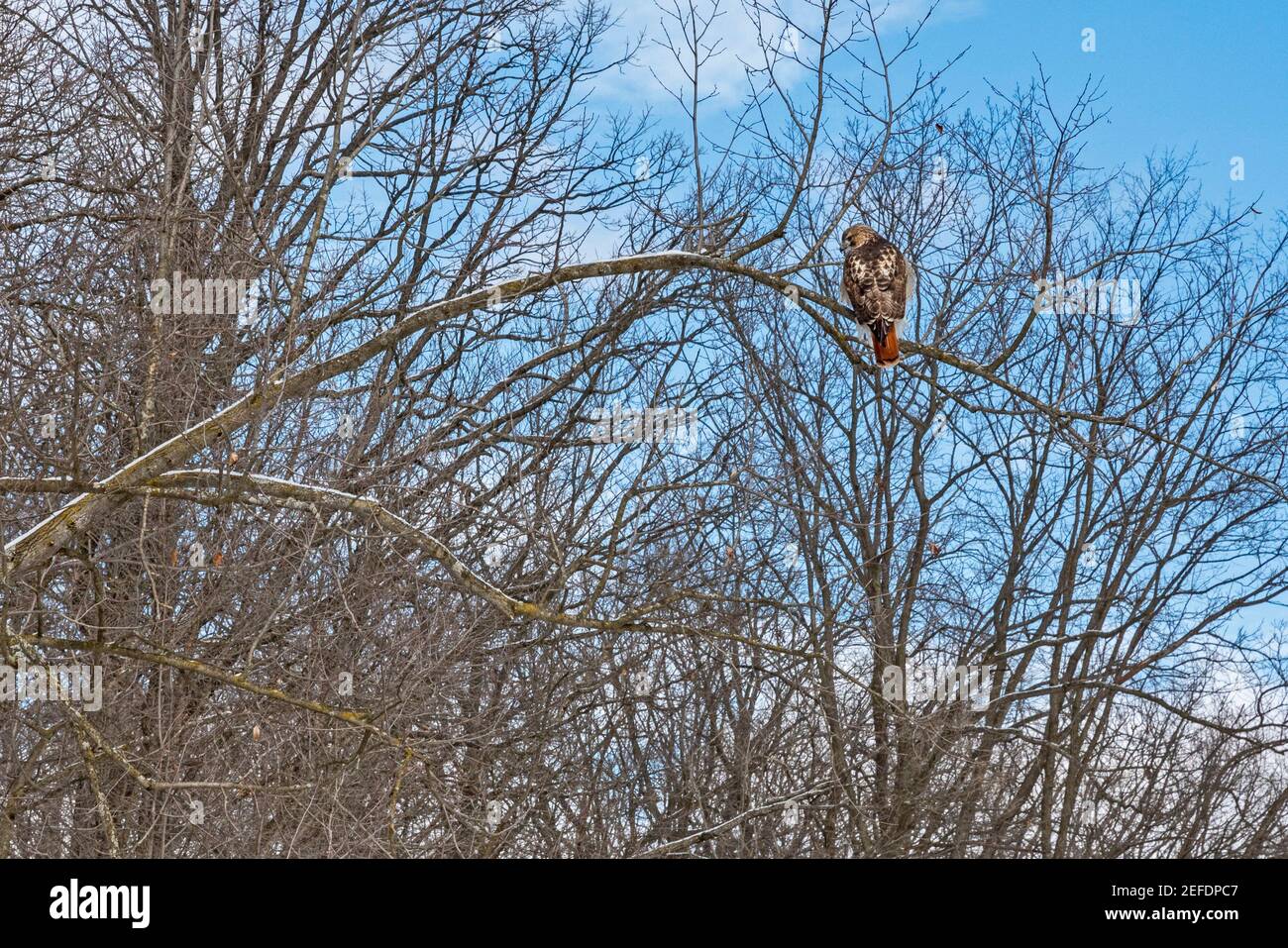 Milford, Michigan - un falco dalla coda rossa (Buteo jamaicensis) arroccato su un ramo di alberi in inverno a Kensington Metropark. Foto Stock