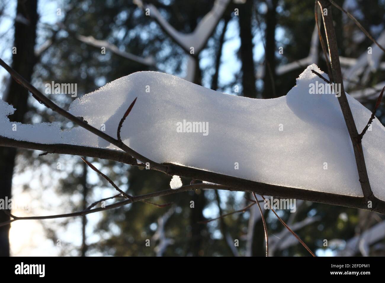 Primo piano di neve fresca caduta su un piccolo ramo in contrasto con la luce del sole, inverno Foto Stock