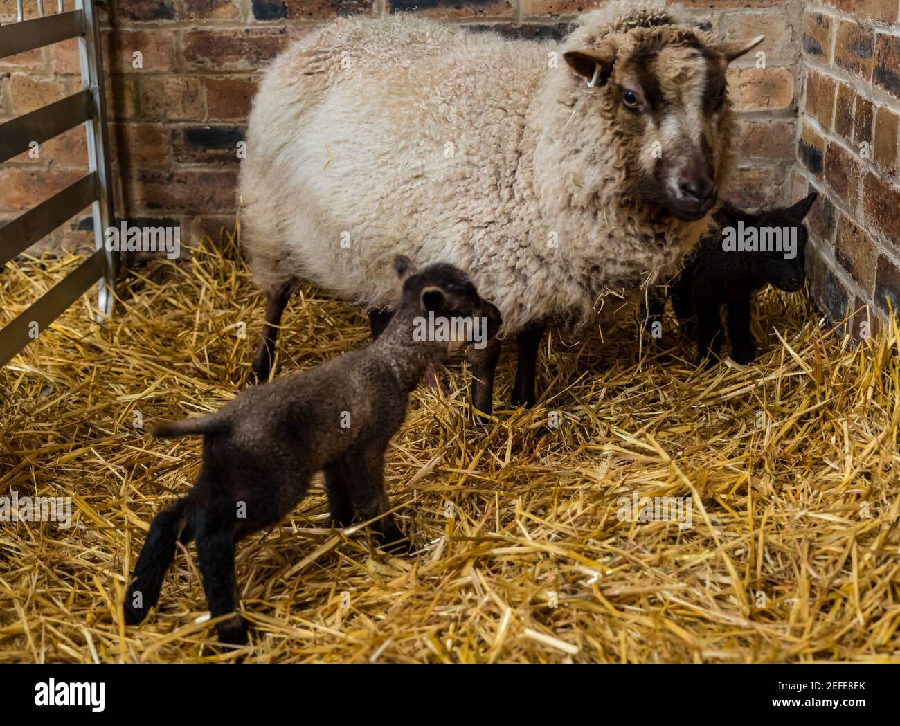 East Lothian, Scozia, Regno Unito. 17 Feb 2021. Primi agnelli di pecora Shetland nati: Briggs pure Bred agnelli Shetland mantenere un gregge sia in Lotian orientale che in Shetland. I primi agnelli sono nati intorno alle 7 di questa mattina: Due ragazzi, uno molto scuro e l'altro pegno. Il fawn è molto più debole e sfavillante anche se riesce a levarsi in piedi su alcune ore più tardi Foto Stock