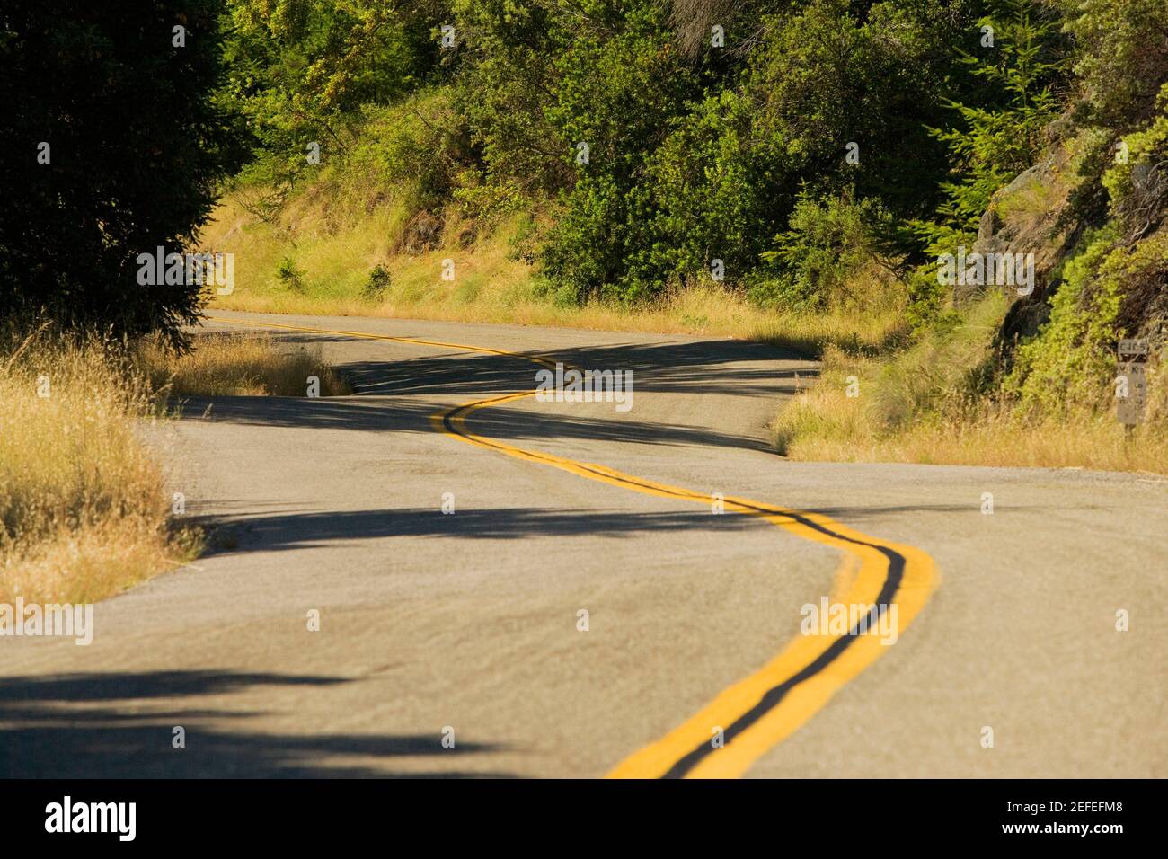 Road passando attraverso una foresta Foto Stock