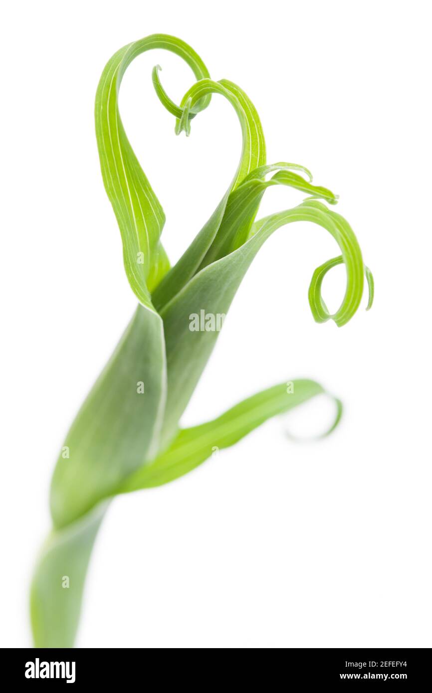 Grande Sissifo (Tragopogon dubius) dettaglio di fioritura Foto Stock