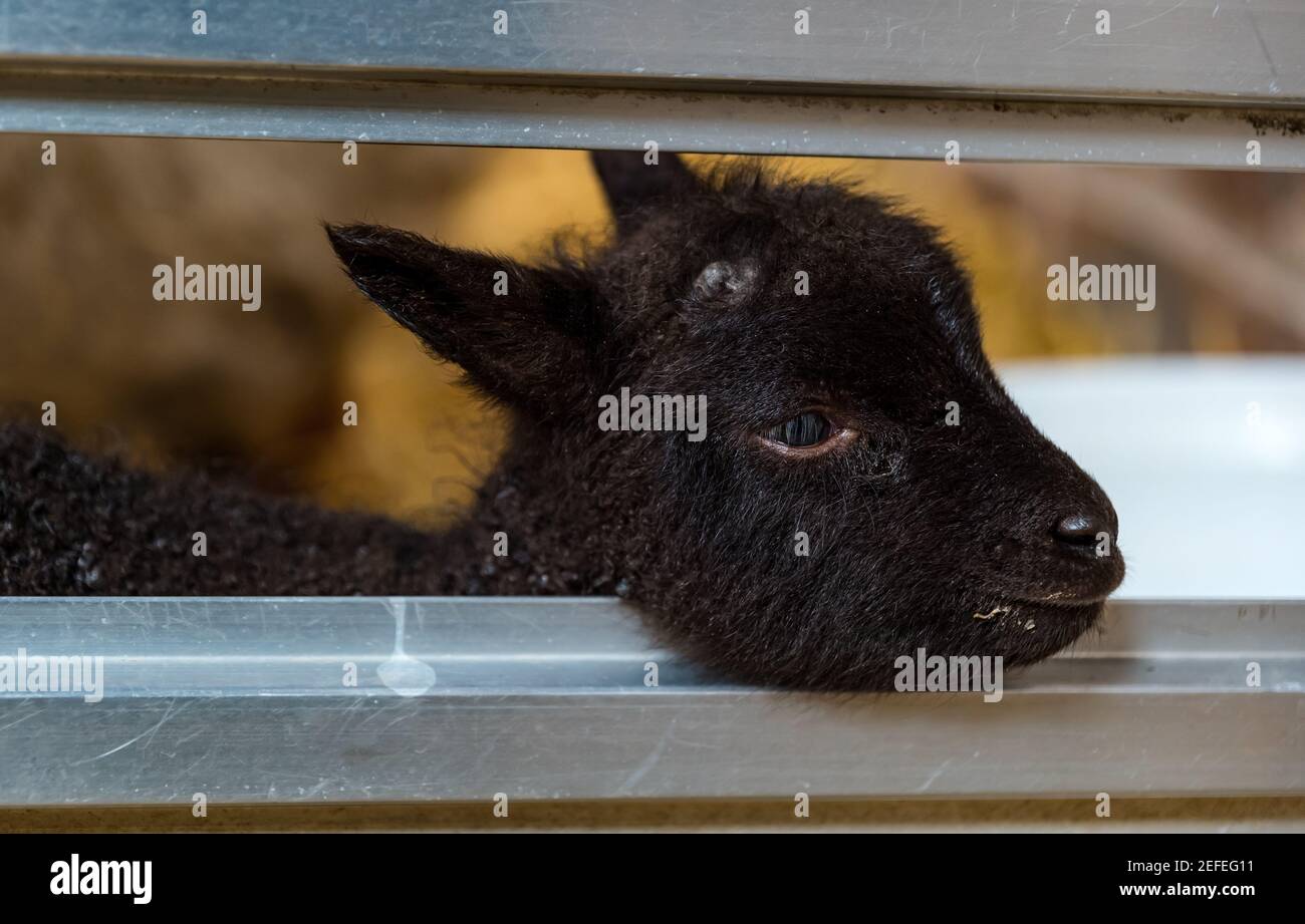 East Lothian, Scozia, Regno Unito. 17 Feb 2021. Primi agnelli di pecora Shetland nati: Briggs pure Bred agnelli Shetland mantenere un gregge sia in Lotian orientale che in Shetland. I primi agnelli sono nati intorno alle 7 di questa mattina: Due ragazzi, uno molto scuro qui mostrato guardando attraverso la recinzione della sua penna nel fienile Foto Stock