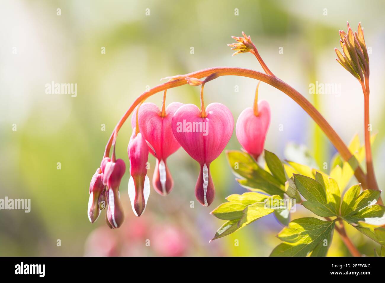 Sangue di cuore (Lamprocapnos spectabilis) al sole in giardino Foto Stock