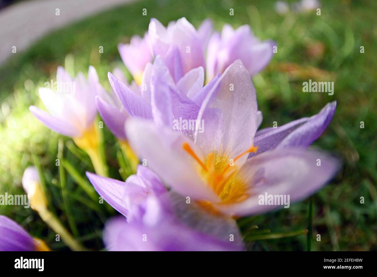 Karlsruhe, Germania. 17 Feb 2021. Con temperature esterne intorno ai 12 gradi, i crocus fioriscono nel Giardino Botanico di Karlsruhe. Credit: Uli Deck/dpa/Alamy Live News Foto Stock