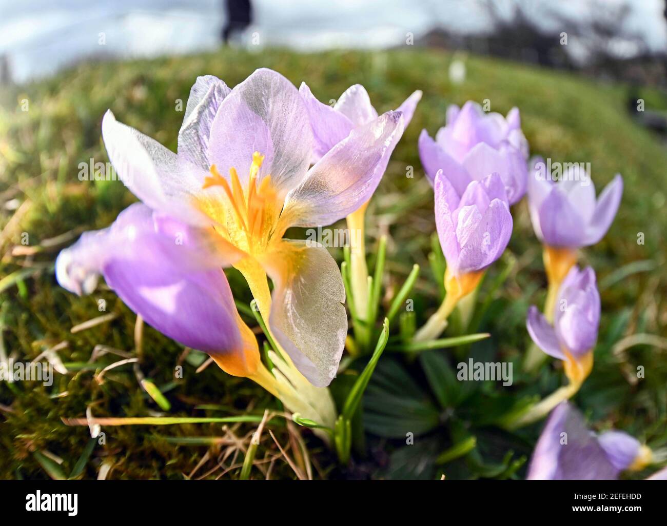 Karlsruhe, Germania. 17 Feb 2021. Con temperature esterne intorno ai 12 gradi, i crocus fioriscono nel Giardino Botanico di Karlsruhe. Credit: Uli Deck/dpa/Alamy Live News Foto Stock