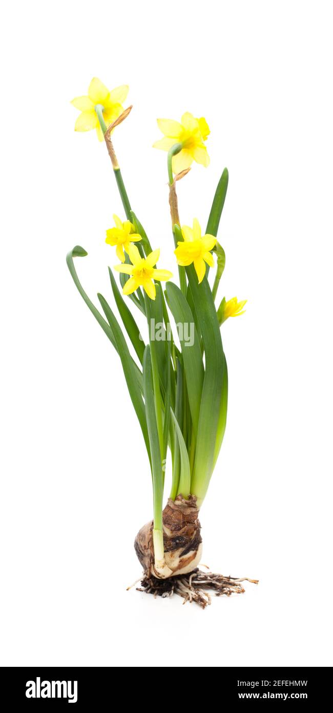 Narcisi (Narcissus) di fronte ad uno sfondo bianco Foto Stock