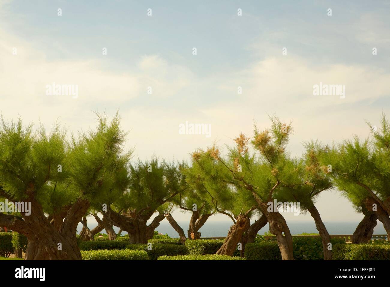 Alberi in un giardino, Biarritz, Paesi Baschi, Pirenei Atlantici, Aquitania, Francia Foto Stock