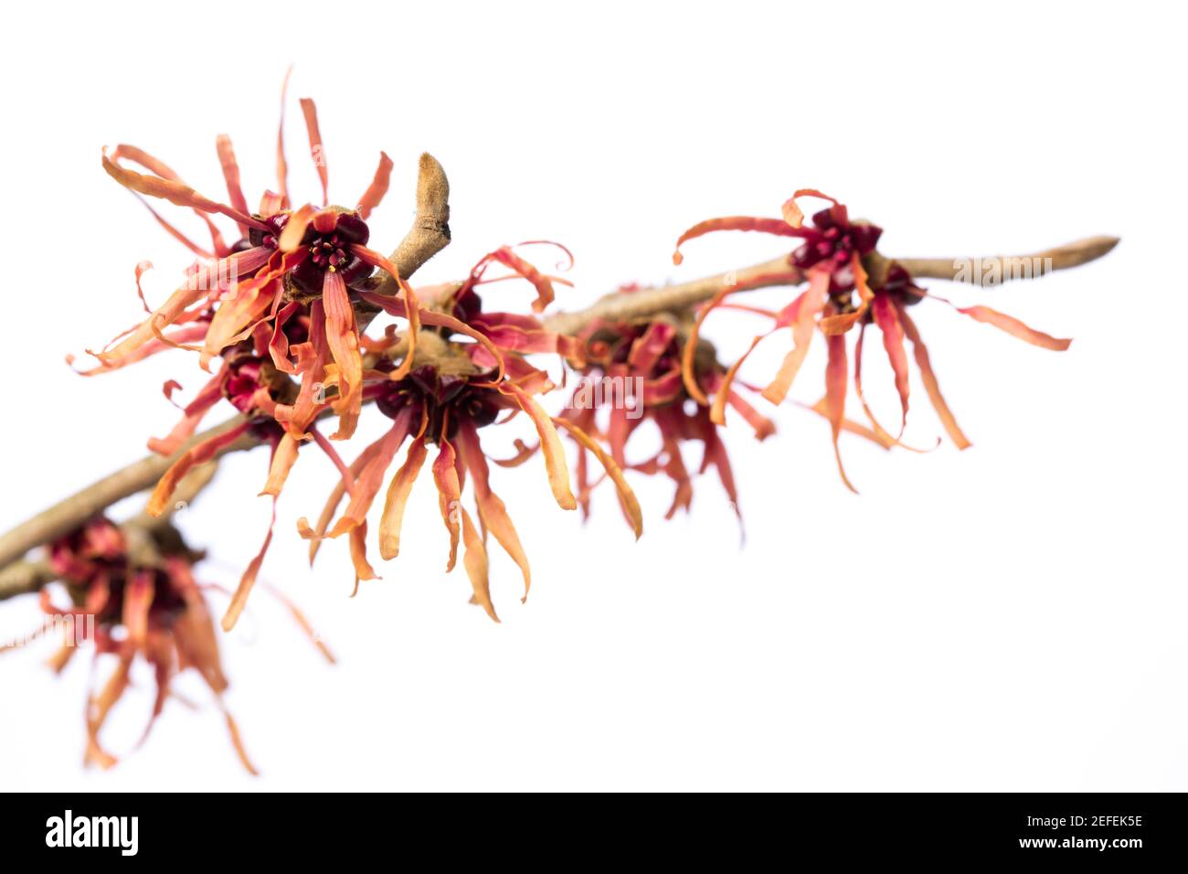 Piante curative: Strega-nocciola (Hamamelis vernalis) ramoscello con fiori rossi / gialli isolati su sfondo bianco Foto Stock