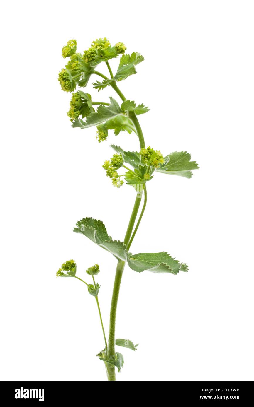 Mantello della Signora (Frauenmantel - Alchemilla xanthochora) davanti allo sfondo bianco Foto Stock