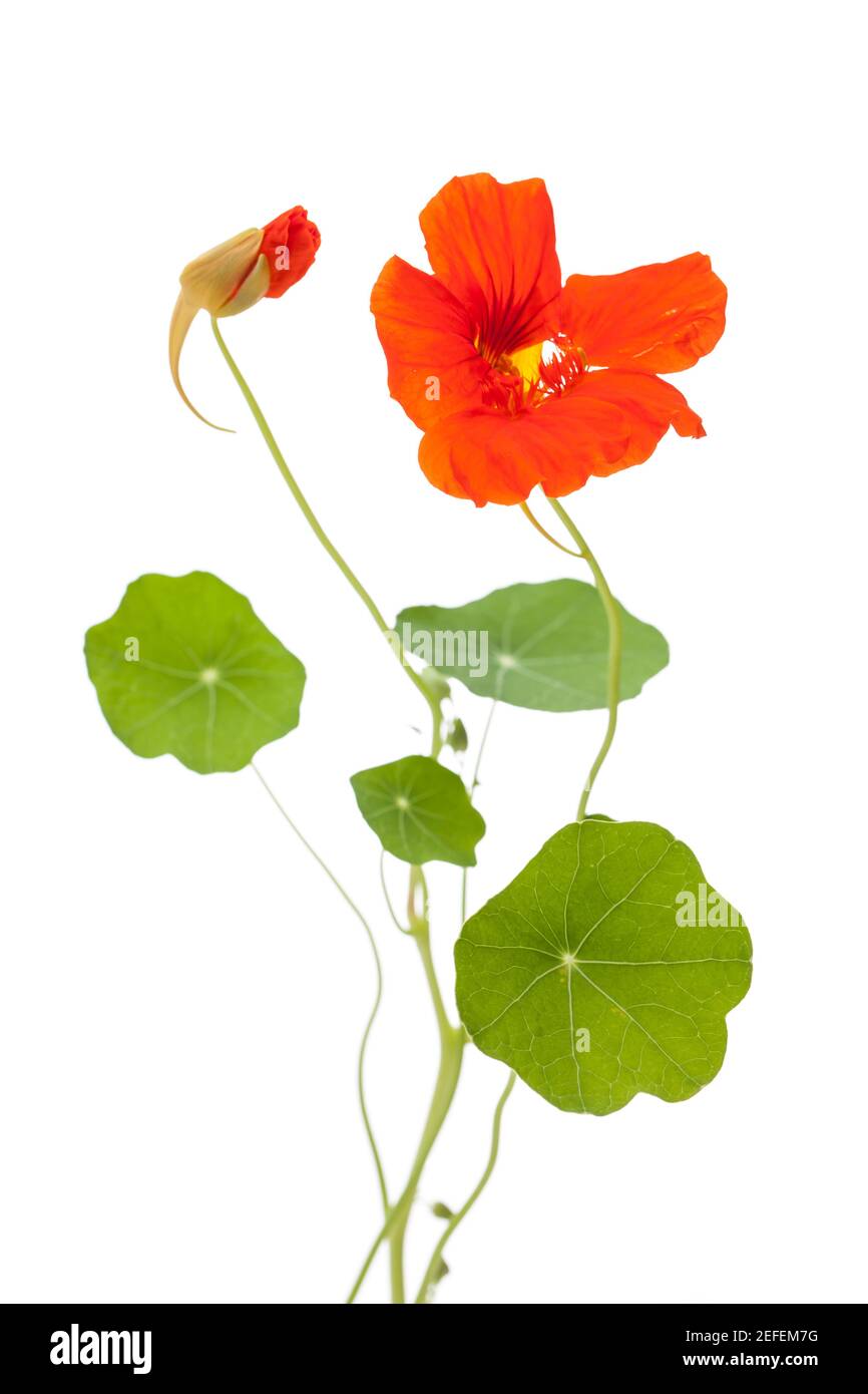 Nasturzio (tropaeolum majus) fiore aperto e chiuso con foglie isolate su sfondo bianco Foto Stock