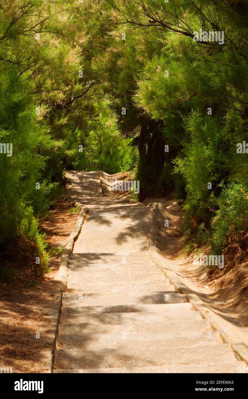 Alberi ai due lati di una scala, Biarritz, Paesi Baschi, Pirenei Atlantici, Aquitania, Francia Foto Stock