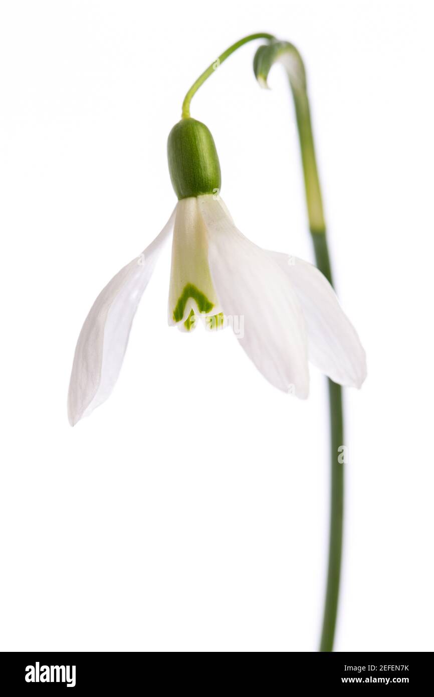 Una sola goccia di neve (Galanthus) davanti a fondo bianco Foto Stock