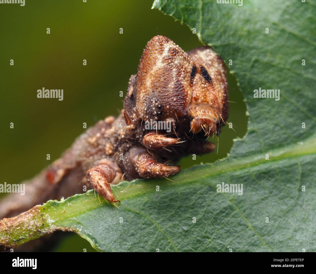 Primo piano di pepato Moth Caterpillar (Biston betularia) che si nutrisce sulla quercia. Tipperary, Irlanda Foto Stock