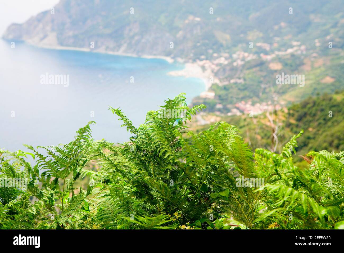 Primo piano di un albero con un mare sullo sfondo, Mar Ligure, Riviera Italiana, Monterosso al Mare, cinque Terre, La Spezia, Liguria, Italia Foto Stock
