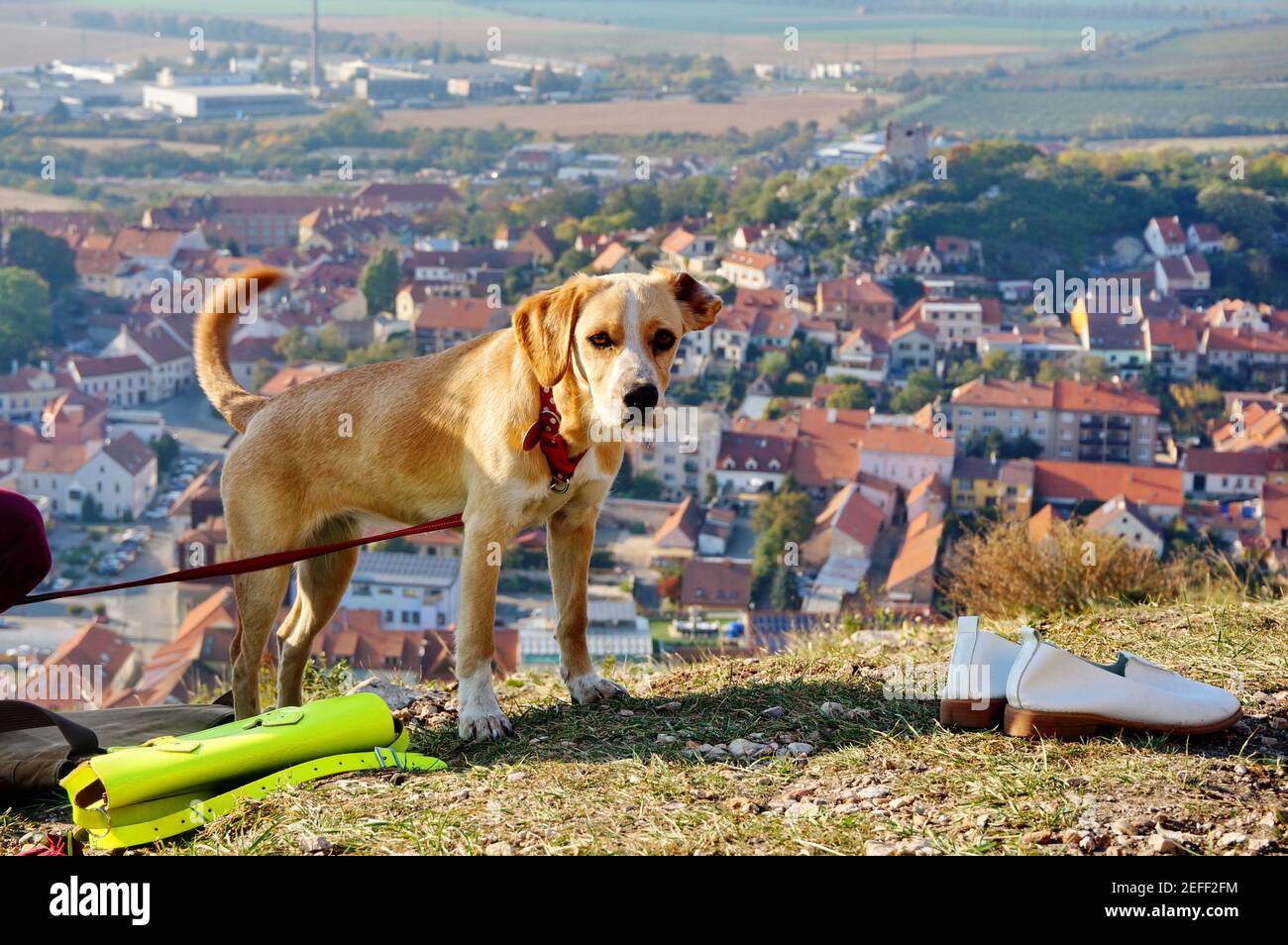 Carino cane marrone razza mista, dietro il quale è vista sulla città Mikulov in repubblica Ceca Foto Stock