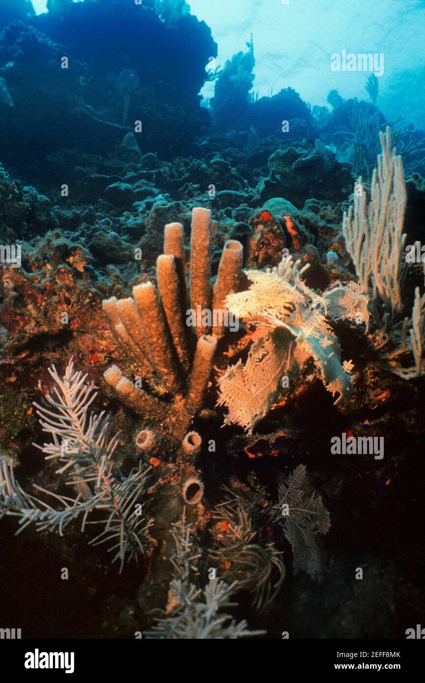 Primo piano di Brown Tube Sponge Agelas Conifera subacquea, Roatan, Bay Islands, Honduras Foto Stock