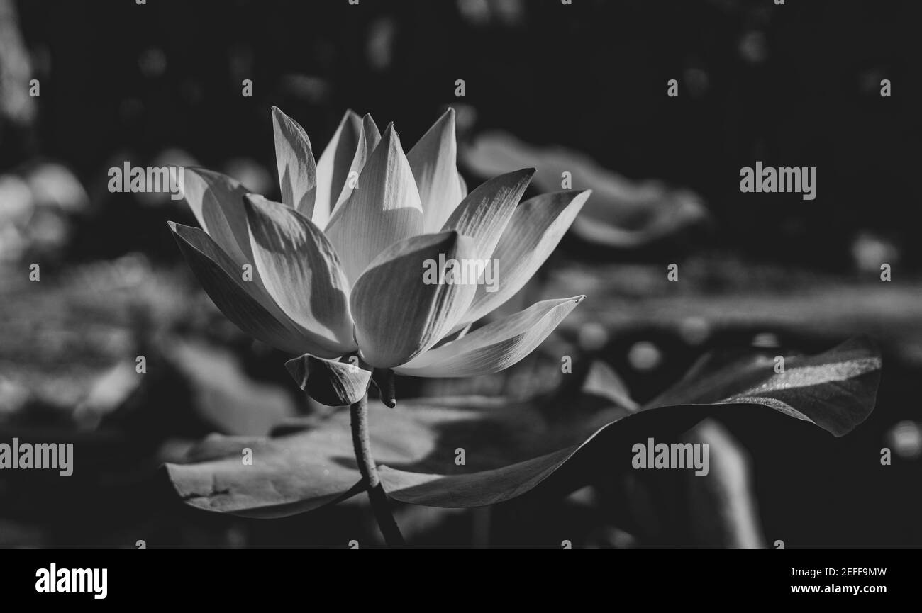 I fiori sono così belli nel mio giardino Foto Stock