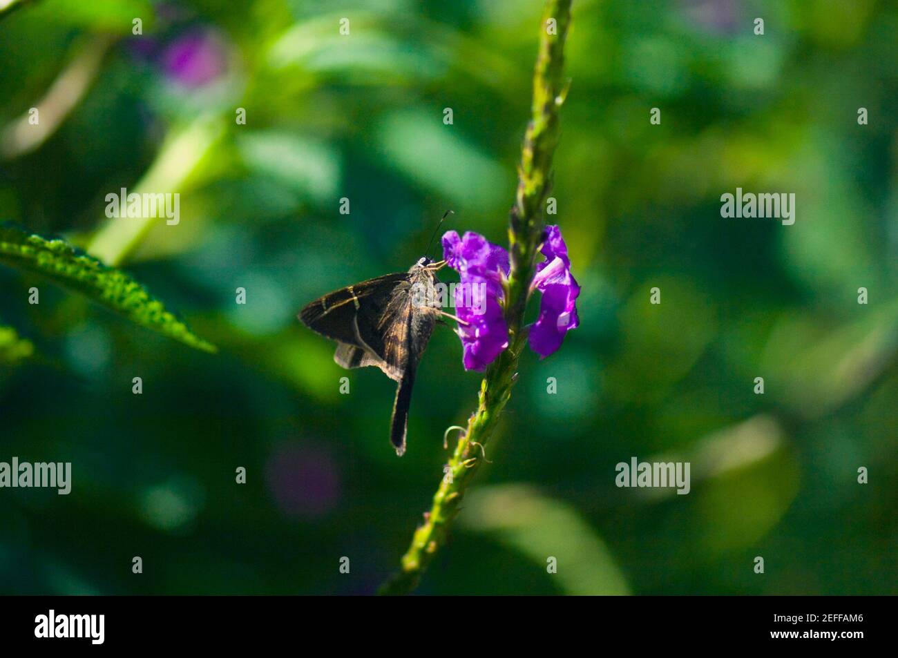 Primo piano di una Skipper Urbanus Proteus a coda lunga che impollinava una farfalla fiore Foto Stock
