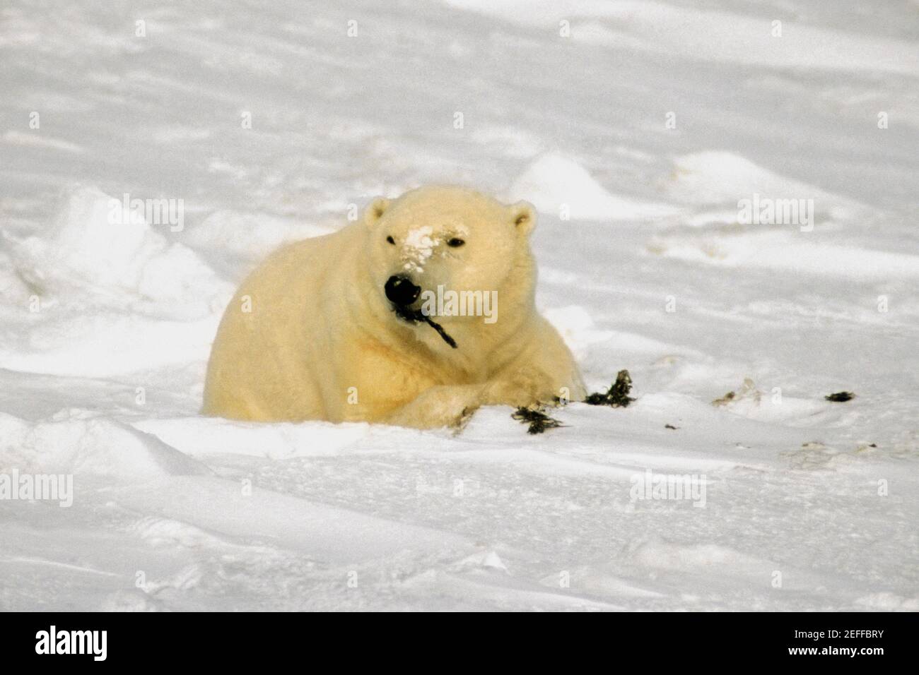 Orso polare Ursus Maritimus mangiare alghe Foto Stock
