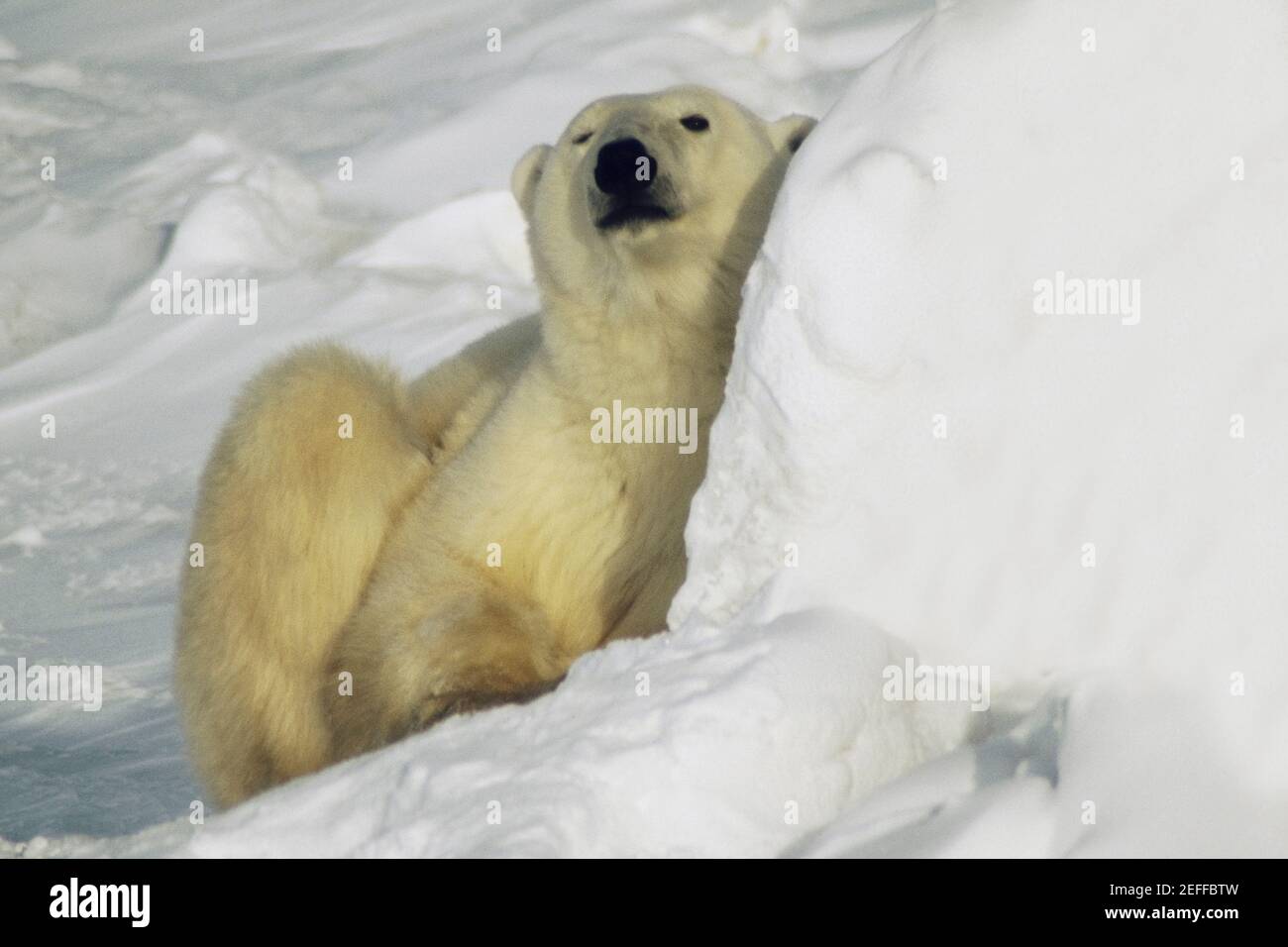 Primo piano di un orso polare Ursus Maritimus seduto sulla neve Foto Stock