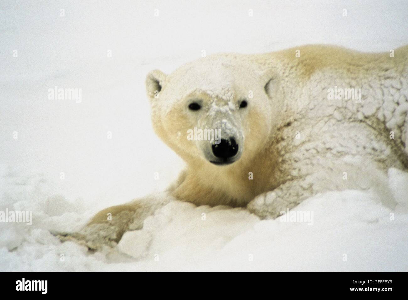 Primo piano di un orso polare Ursus Maritimus Foto Stock