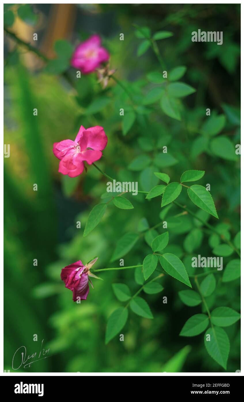 I fiori sono così belli nel mio giardino Foto Stock