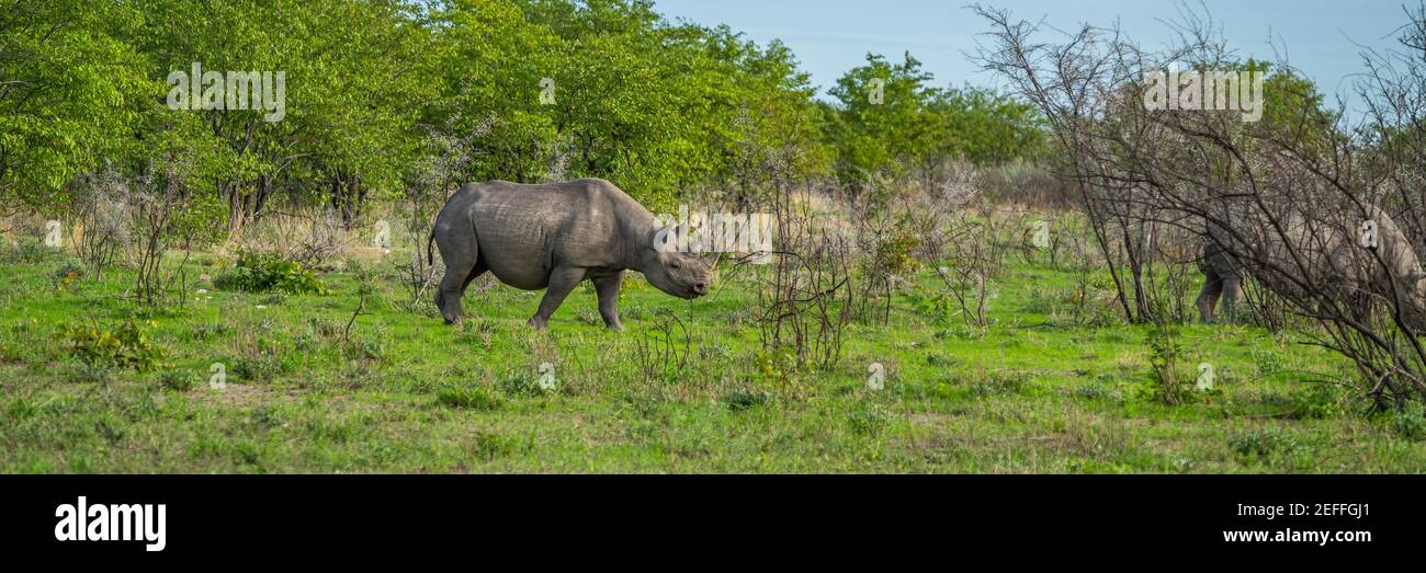 Due rinoceronti neri, rinoceronti, uncino che cammina tra cespugli spinosi nel deserto di Kalahari, Parco Nazionale di Etosha, Nambia, Africa., taglio panorama Foto Stock
